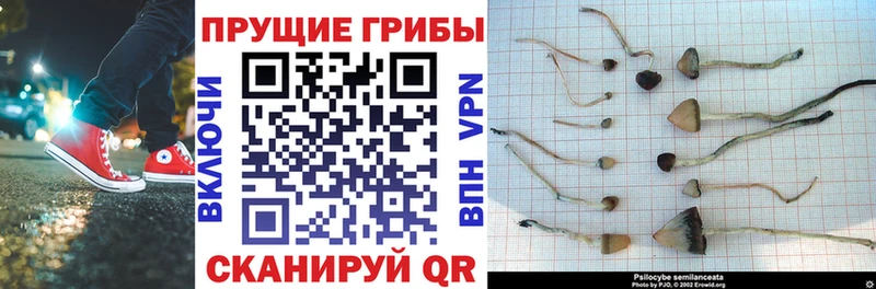 закладка  Вологда  Галлюциногенные грибы Psilocybine cubensis 
